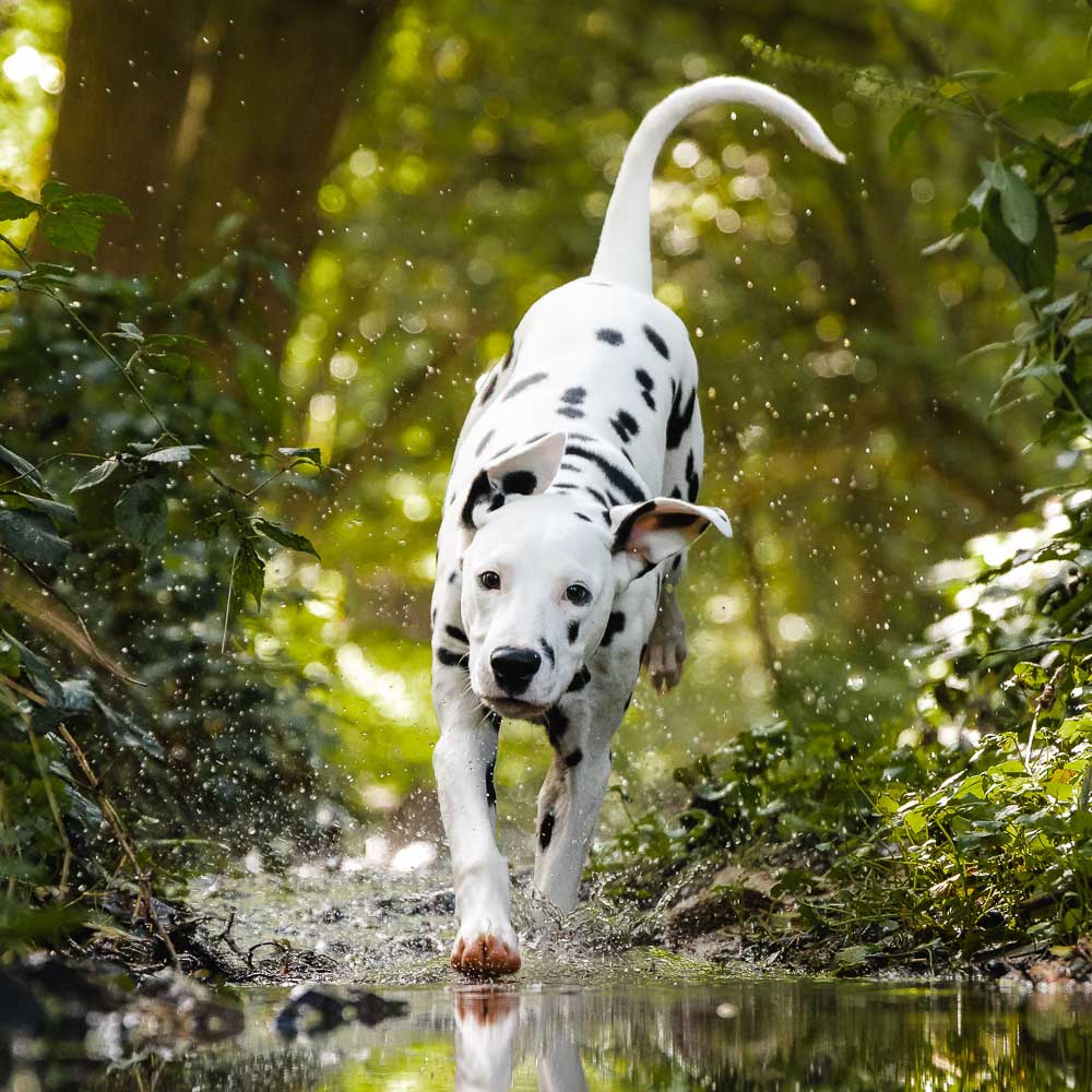 Ein Dalmatiner läuft im Wald durch einen Bach