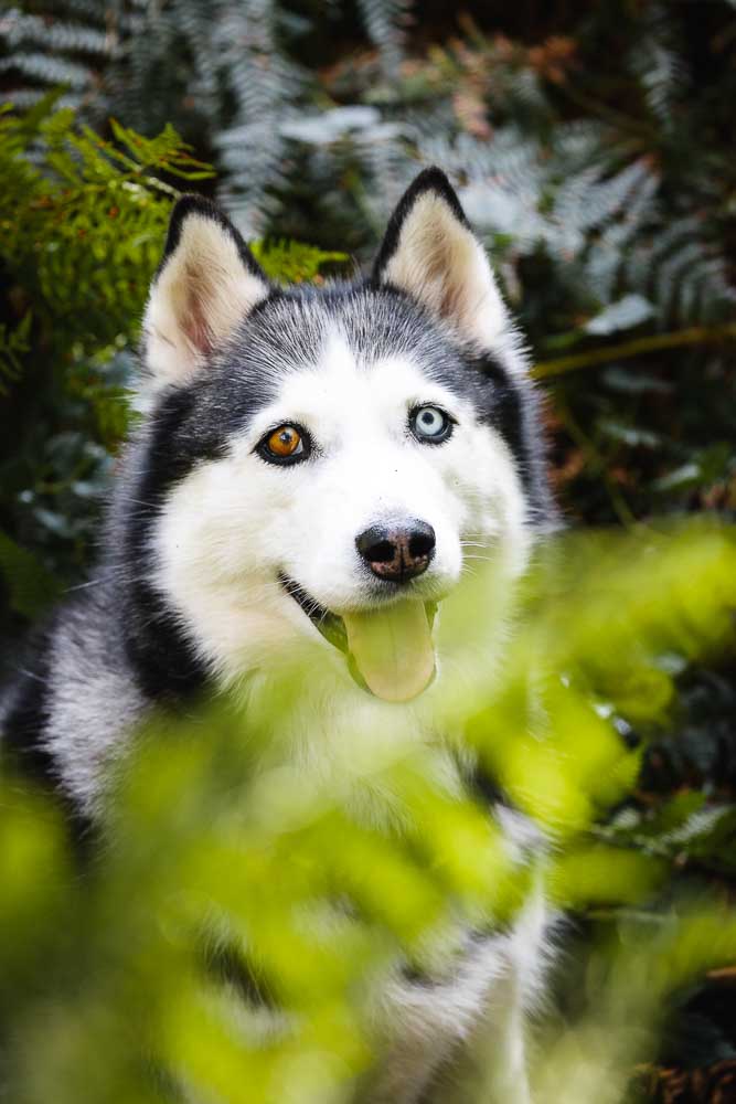 Husky Hund im Wald blick durch Farn