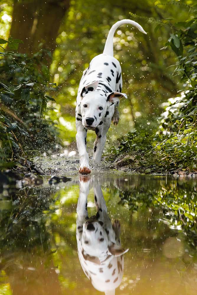 Dalmatiner läuft durch einen Bach im Wald