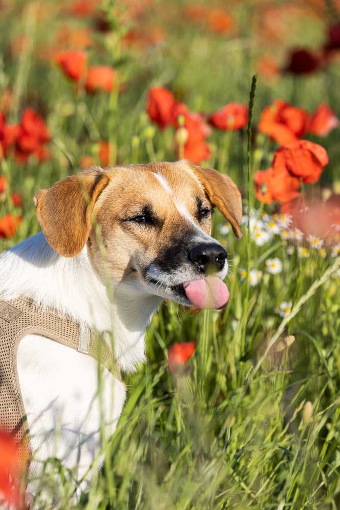 Hund streckt im Mohnfeld die Zunge Heraus